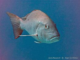 lutjanus-analis_ag3