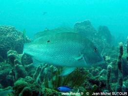 lutjanus-analis_jms5