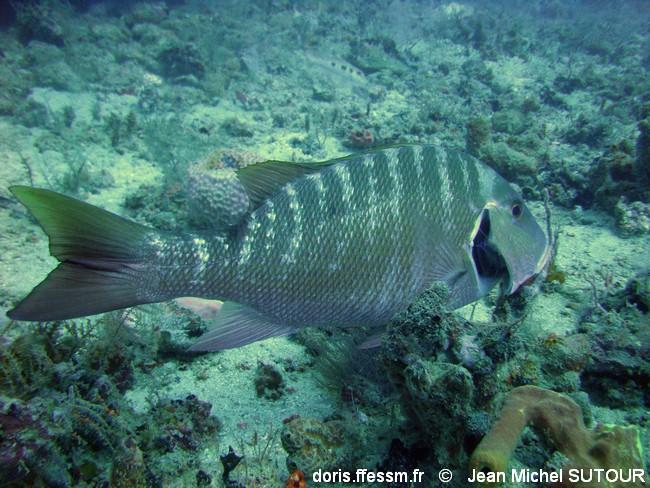 lutjanus-analis_jms6