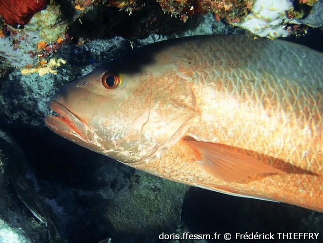 lutjanus-argentimaculatus-ft1