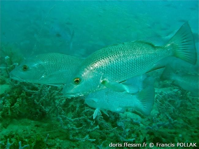 lutjanus-argentimaculatus_fp1