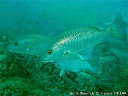 lutjanus-argentimaculatus_fp1