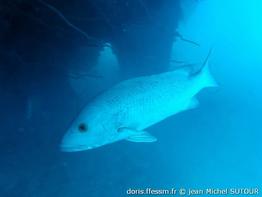 lutjanus-argentimaculatus_jms4