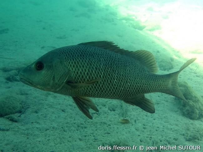 lutjanus-argentimaculatus_jms5