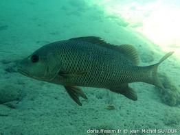 lutjanus-argentimaculatus_jms5
