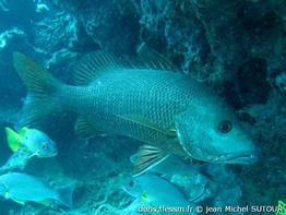 lutjanus-argentimaculatus_jms7