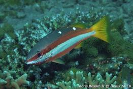 lutjanus-biguttatus-da3