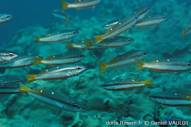 lutjanus-biguttatus-dv2