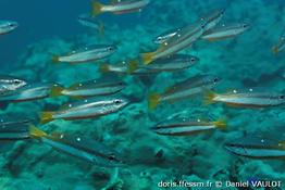 lutjanus-biguttatus-dv2