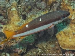 lutjanus-biguttatus