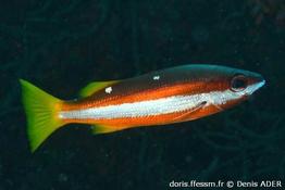 lutjanus-biguttatus_da2