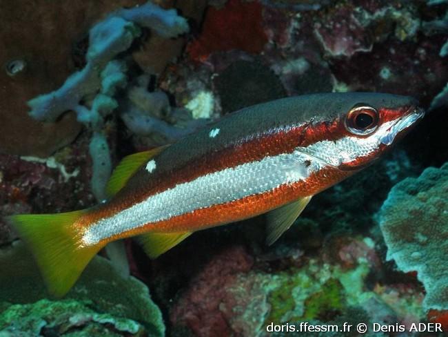 lutjanus-biguttatus_da2