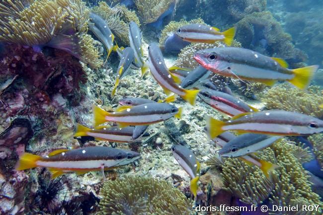 lutjanus-biguttatus_dr3