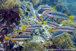 lutjanus-biguttatus_dr3