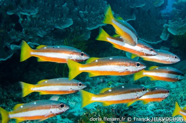 lutjanus-biguttatus_fh2