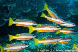 lutjanus-biguttatus_fh2
