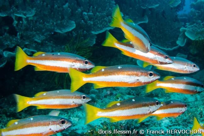 lutjanus-biguttatus_fh2