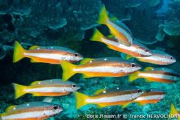 lutjanus-biguttatus_fh2