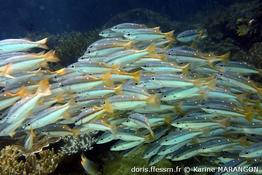 lutjanus-biguttatus_km1