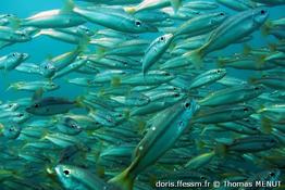 lutjanus-biguttatus_tm1