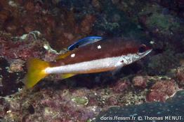 lutjanus-biguttatus_tm3