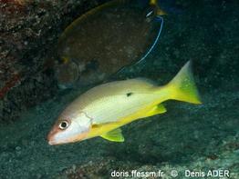 lutjanus-fulviflamma_da1