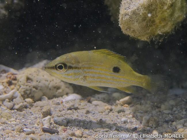 lutjanus-fulviflamma_em1