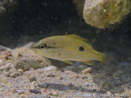 lutjanus-fulviflamma_em1