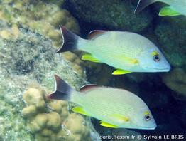 lutjanus fulvus_slb2