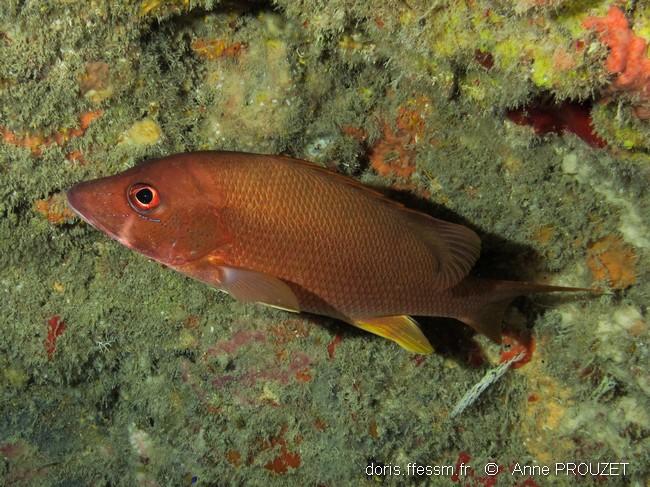 lutjanus jocu_ap1