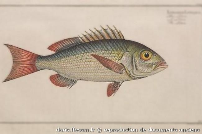 lutjanus-lutjanus-bloch1