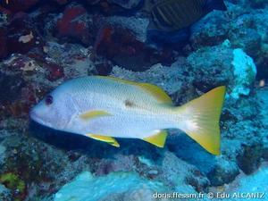 lutjanus-monostigma_ea