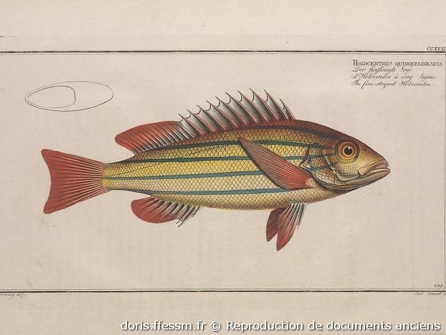 lutjanus-quinquelineatus-repro