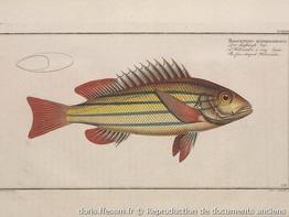 lutjanus-quinquelineatus-repro