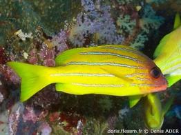 lutjanus-quinquelineatus_da1