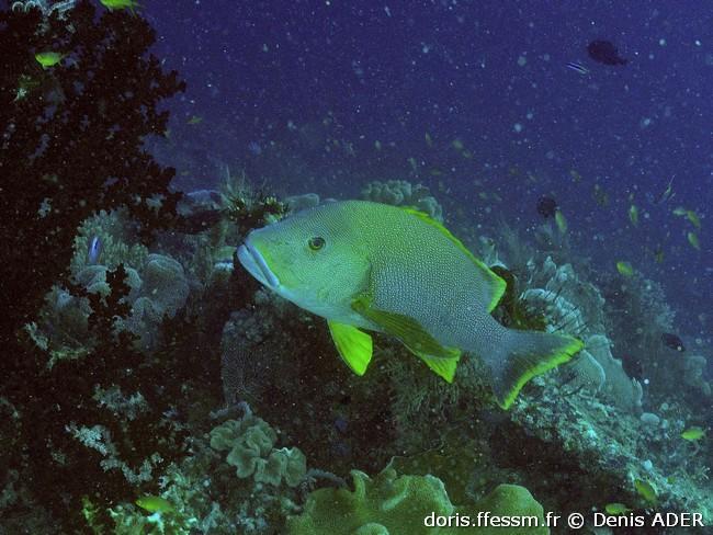 lutjanus-rivulatus_da3