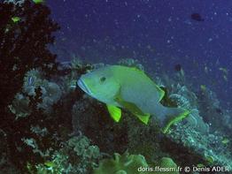 lutjanus-rivulatus_da3