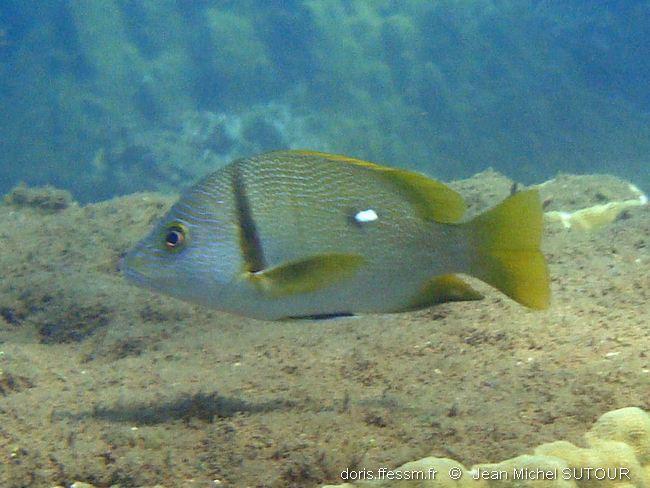 lutjanus-rivulatus_jms1