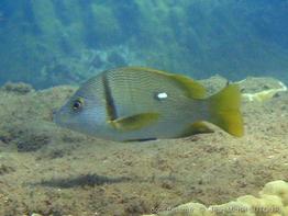 lutjanus-rivulatus_jms1