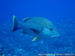 lutjanus-rivulatus_of1