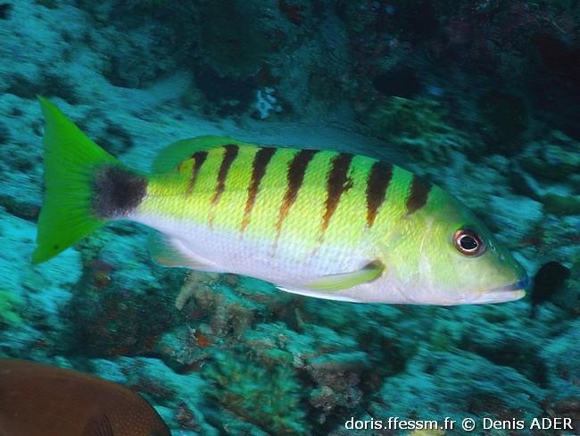 lutjanus-semicinctus_da1