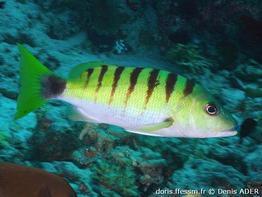 lutjanus-semicinctus_da1