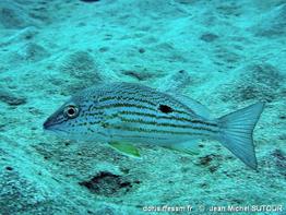 lutjanus-synagris_jms3