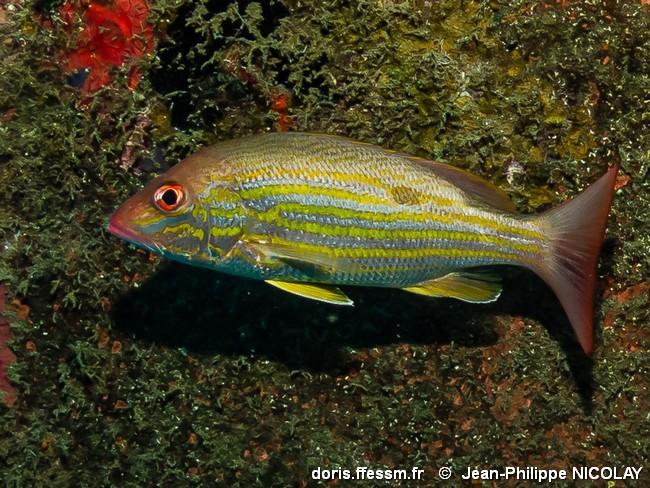 lutjanus-synagris_jpn1