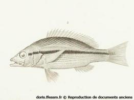 lutjanus-vitta_rpa1