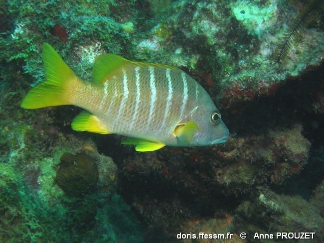 lutjanus_apodus_ap1