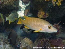 lutjanus_apodus_da1