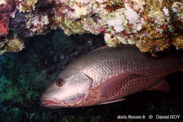 Lutjanus_argentimaculatus-dr1