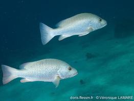 lutjanus_argentimaculatus-vl1