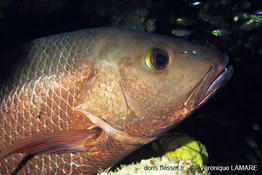 Lutjanus_argentimaculatus-vl1